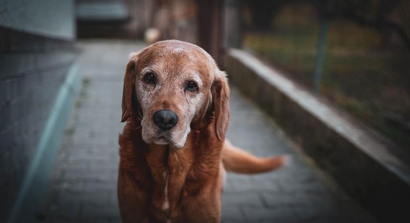 Kutyák segítenek megfejteni az öregedés titkát