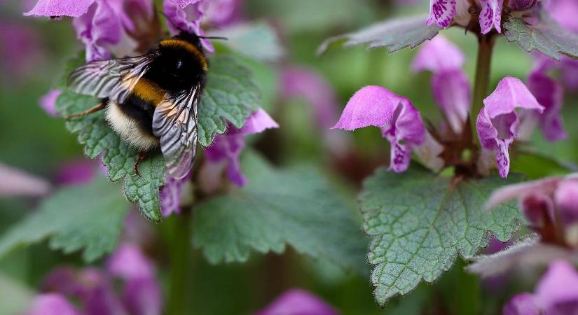 A korai tavaszi virágok a méhkolóniák túlélését biztosíthatják