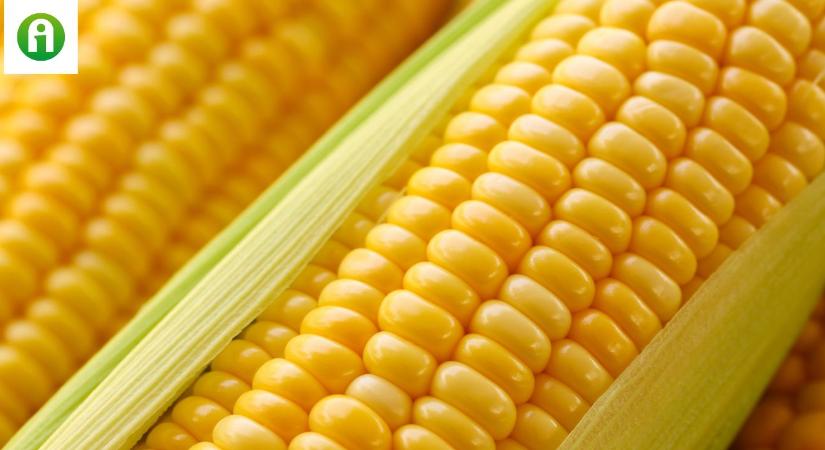 Közel 40 százalékos hozamnövekedés a kukoricában? Mutatjuk, mi kell hozzá