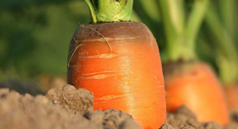 Sűrűbbre vagy ritkábbra ültessem? (I. rész) – Zöldségnövények tenyészterületével kapcsolatos fogalmak