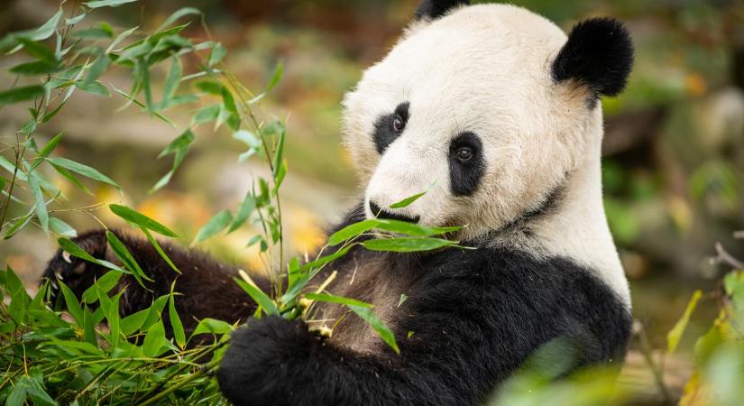 Nézze, milyen édesen falatozik a bécsi állatkert pandája – videó