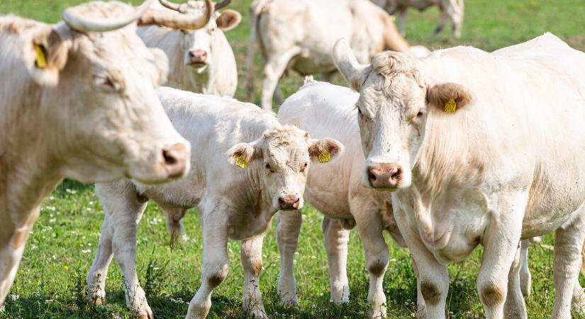 Dánia támogatja, ha kevesebbet böfög a szarvasmarha
