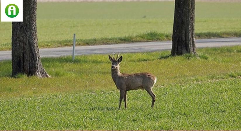 Megduplázódott a vadbalesetek száma Magyarországon