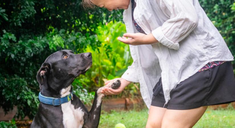 A nyakán egy cetlivel talált egy kutyát egy járókelő: amikor elolvasta, megszakadt a szíve - Fotók