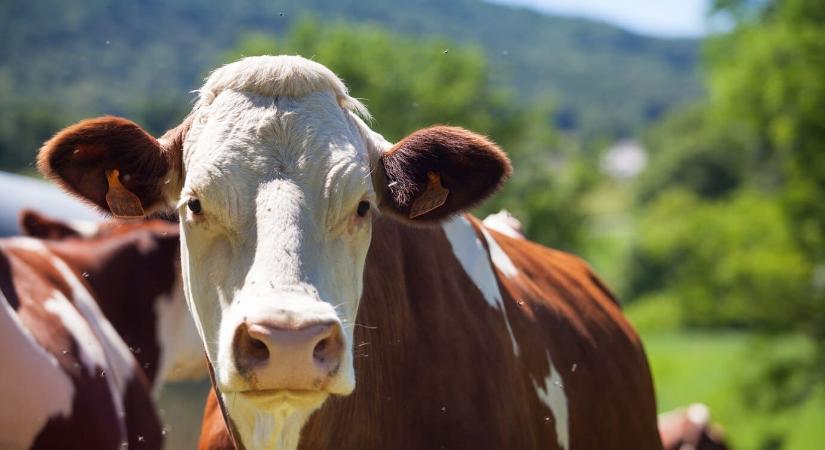Egyre tarthatatlanabb a helyzet Lappföldön, több tehenészet meg is szűnt