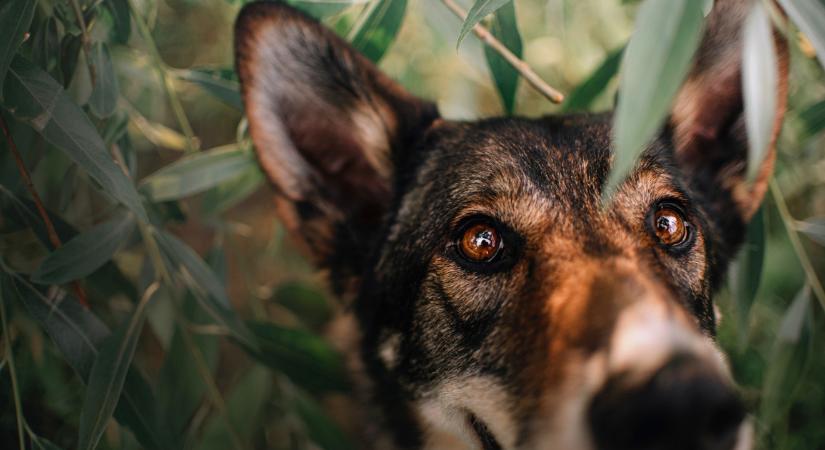 Ez az 5 leghűségesebb kutyafajta - közülük válassz és egész életükben melletted lesznek