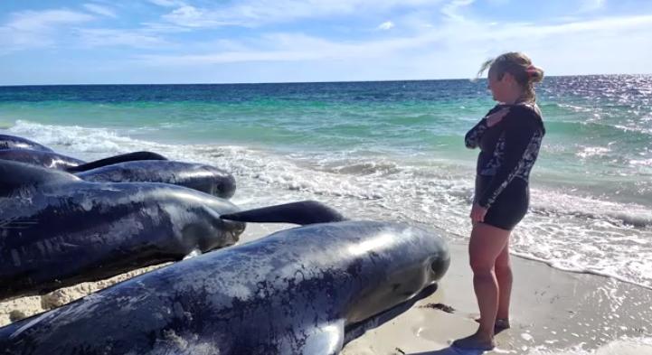 Több mint száz gömbölyűfejű delfin vetődött partra Nyugat-Ausztráliában
