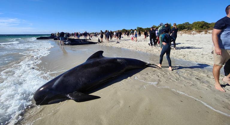Huszonhat gömbölyűfejű delfin pusztult el Ausztrália partjainál