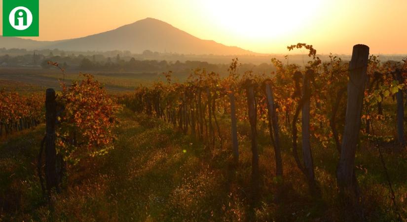 Mi termeljük Európa legdrágább szőlőjét, és adjuk el legolcsóbb borát