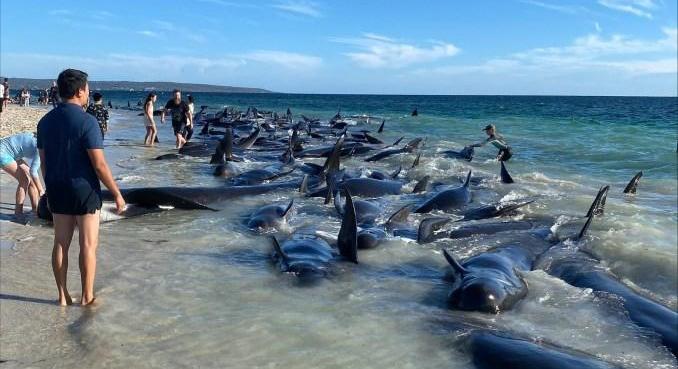Újabb tömeges delfin-partravetődés Ausztráliánál