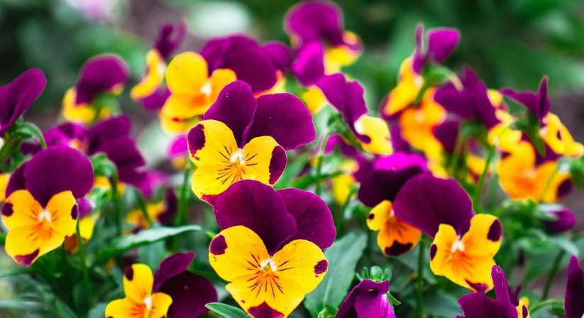 15 tuti tipp: Így lesz gyönyörű virágáradat a kertedben az egynyáriaktól