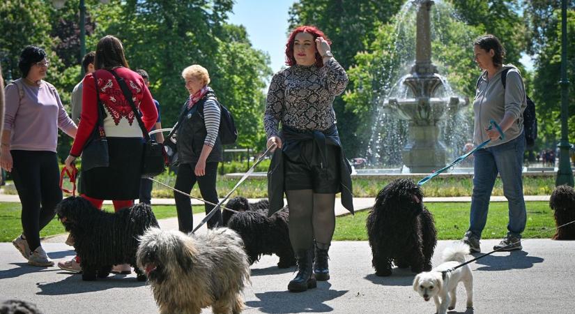 Puli séta Egerben, ellepték a belvárost a kutyusok  fotók