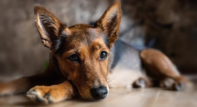 Minden 12. magyar kutya fertőzött lehet