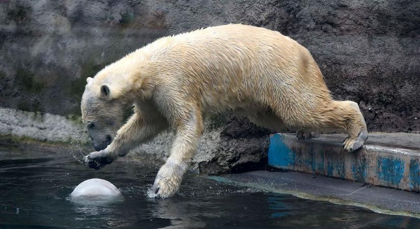 Eltűnik a jegesmedve Budapestről, már csak órák kérdése