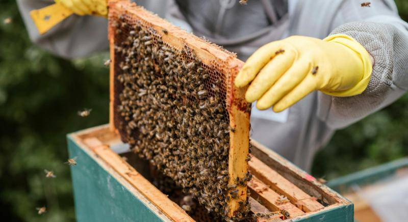Öt tulajdonság, amit megtanulhatnánk a méhektől
