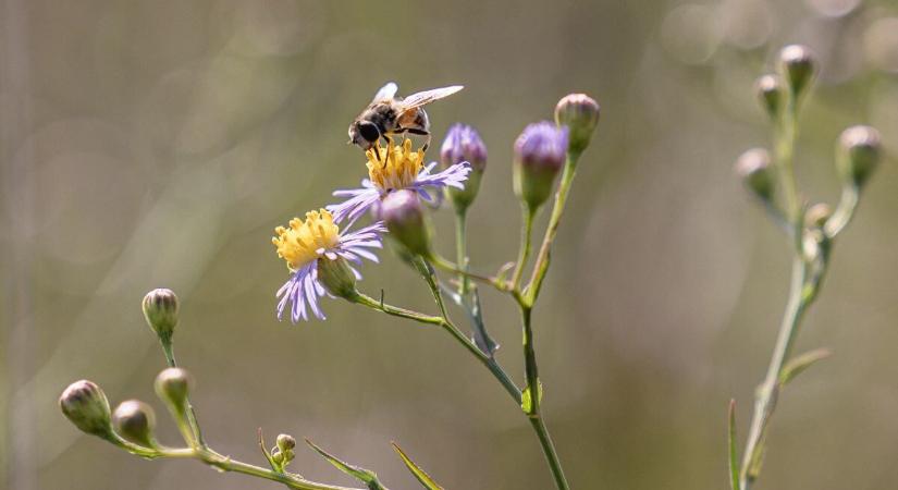 Méhek napja: 5 dolog, amit tanulhatunk ezektől az apró rovaroktól