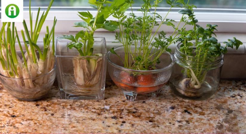Zöldségmaradékból új növény nevelése a konyhaablakban? Lehetséges?