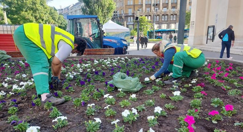 Bardóczi: Csak újabb gondot okozott a „bűnös cég önkényes éjjeli” virágültetése a Deák téren