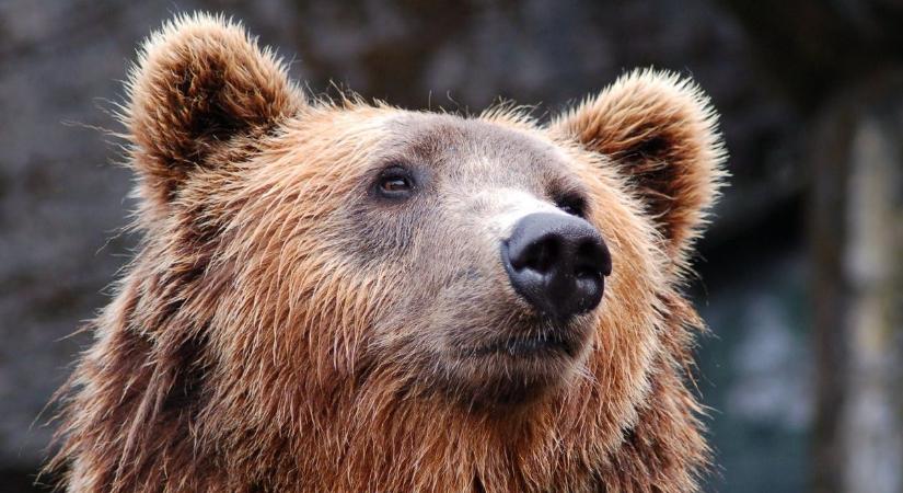Rettenetes videó: kirándulóknak esett neki a kegyelmet nem ismerő medve az erdőben