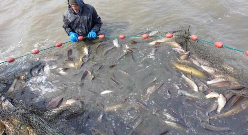 70 kilós, emberméretű halszörnyeket telepítettek át a Pátkai-víztározóból