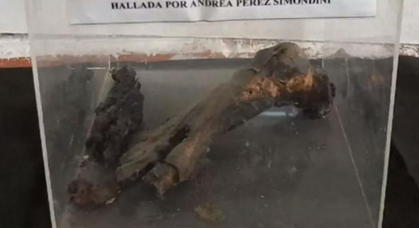 Teljes döbbenet a múzeumban: földönkívüli lény lábszárcsontját foglalta le a hatóság