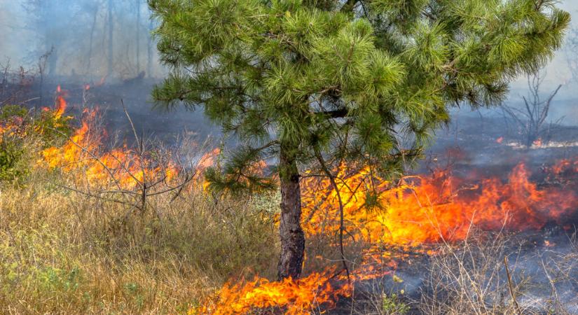 Gyorshír: Tíz hektáron lángol egy fenyőerdő aljnövényzete Hencse közelében