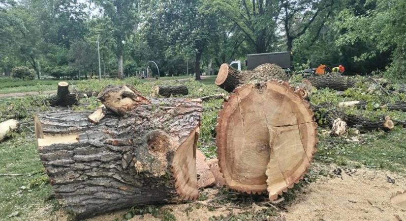 A Ligetvédők szerint egészséges fákat vágtak ki a Városligetben
