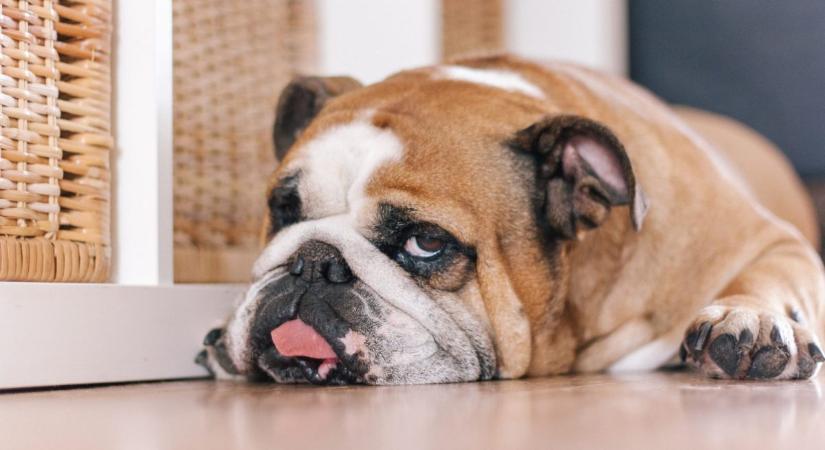 Komoly problémát jelezhet, ha idős kutyád így nyalja a száját