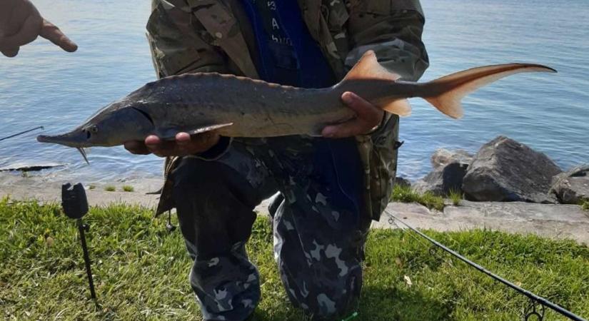 Nem kívánatos, idegenhonos hal jelent meg a Balatonban