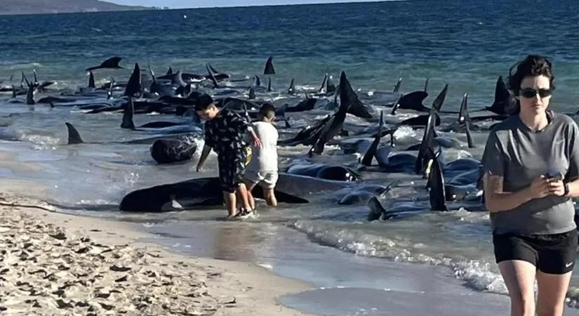 Újabb delfintragédia: száznál is több delfin vetődött partra Ausztráliában