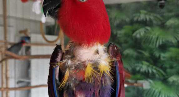 Különleges, életmentő műtétet hajtottak végre Mentán, a papagájon