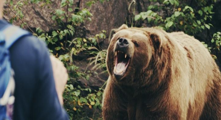 Mesterséges intelligencia segítségével védekeznek a medvék ellen Japánban