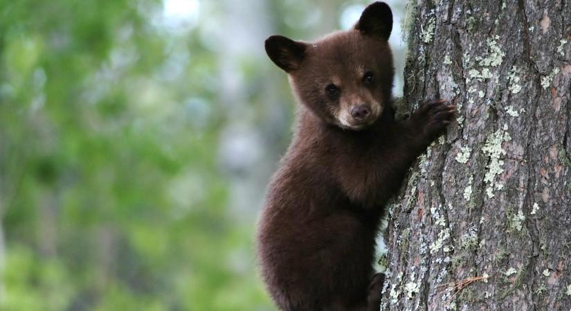 Medvebocsokat rángattak le egy fáról Amerikában, csakhogy fotózkodhassanak velük