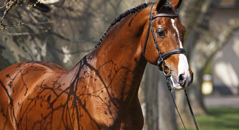 5 tipp Somogyvári Anettől lovas fotózáshoz