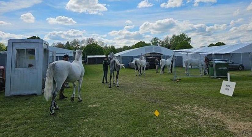 Szilvásváradi lovak is bemutatkoznak a brit királyi lovas eseményen