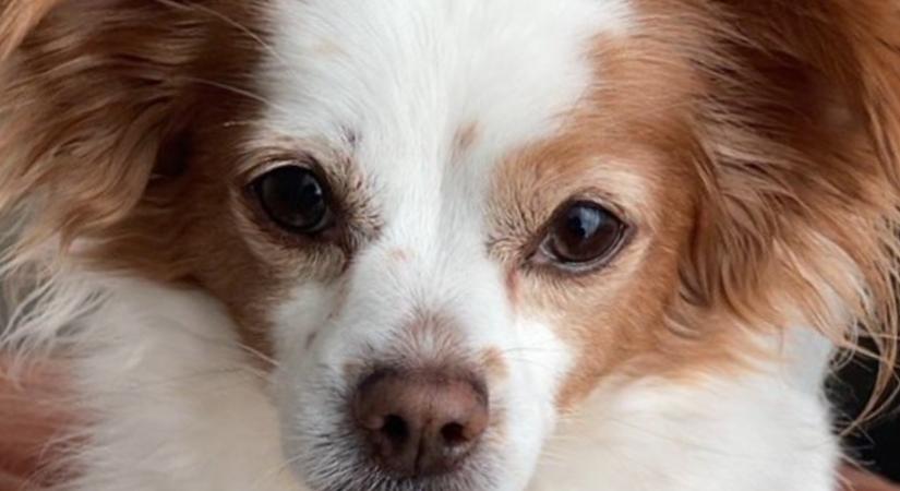 „Elvesztette az idős kutyámat az állatorvos, amíg én külföldön voltam”
