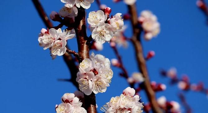 Virágzásnak indult a sárgabarack a Dél-Dunántúlon