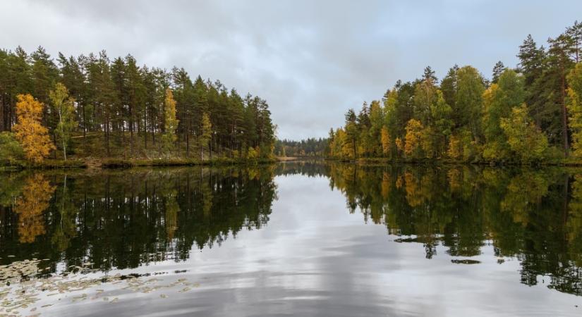 Gyorsabban irtják a svéd őserdőket, mint az Amazonast