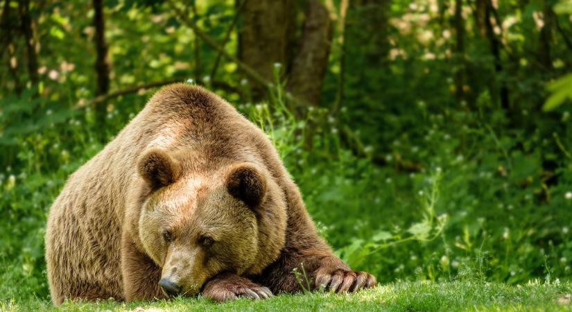 Nem nyugodhatnak Lipótszentmiklós környékén: két újabb medvetámadás történt a hétvégén