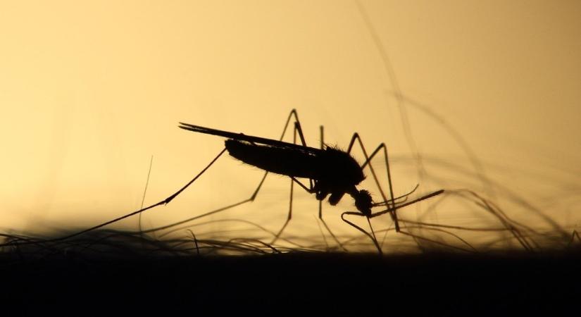 A szakember szerint nem indokolt a szúnyoggyérítés Győrben