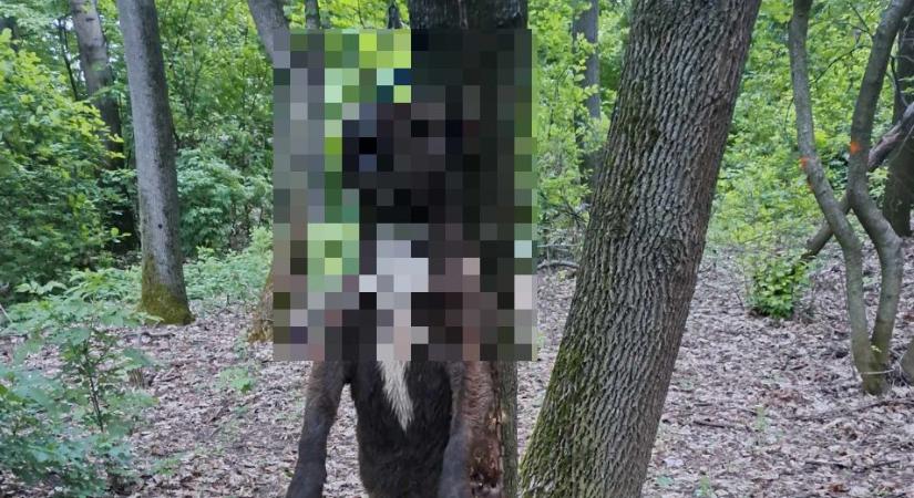 Borzalmas: felakasztottak egy kutyát az erdőben