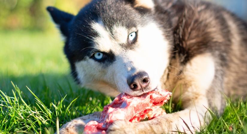 Ezért sem jó ötlet nyers hússal etetni a kutyát