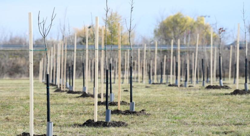Meghaladja a 46 ezret az Országfásítás programban elültetett fák száma