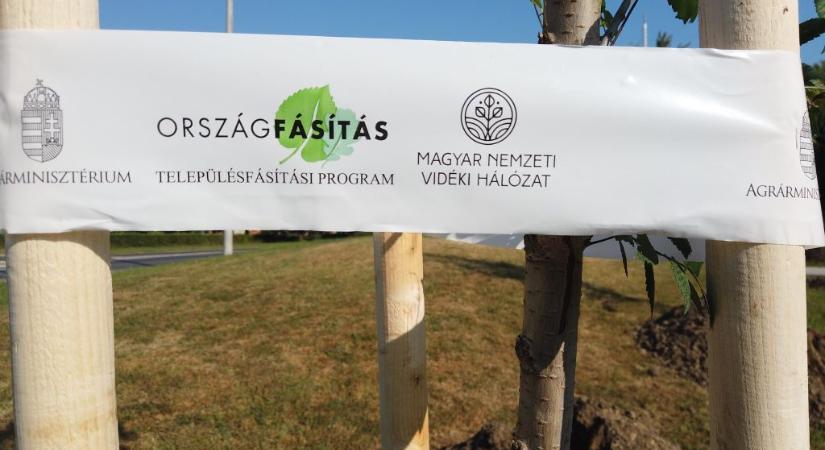 46 ezer fát ültettek el eddig a Településfásítási programban
