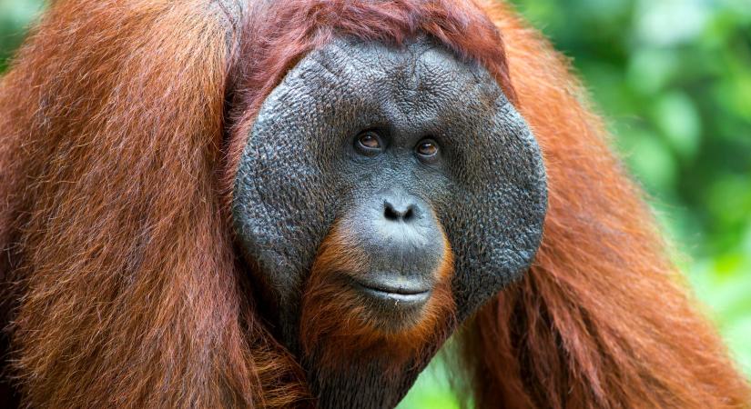 Tudatosan kezelte a sebét gyógynövénnyel egy orangután