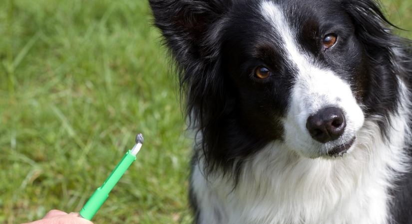 Így tilos kiszedni a kullancsot a kutyából: mutatjuk a helyes technikát