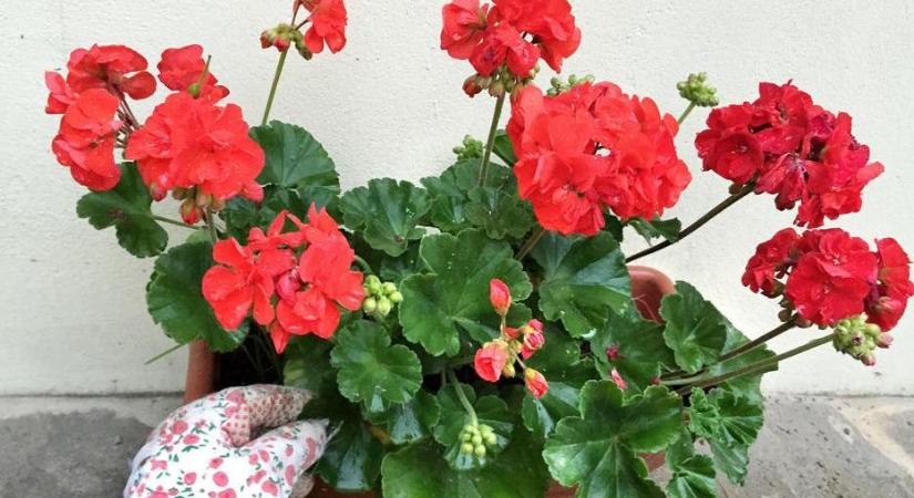 A növényápolási szakértő titka: Ezt keveri a muskátlik, nyári virágok földjébe, és virágba borul minden tő