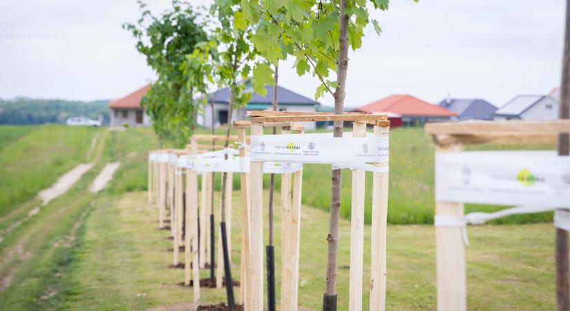 Év végére 2000 település zöldülhet félszázezer fával