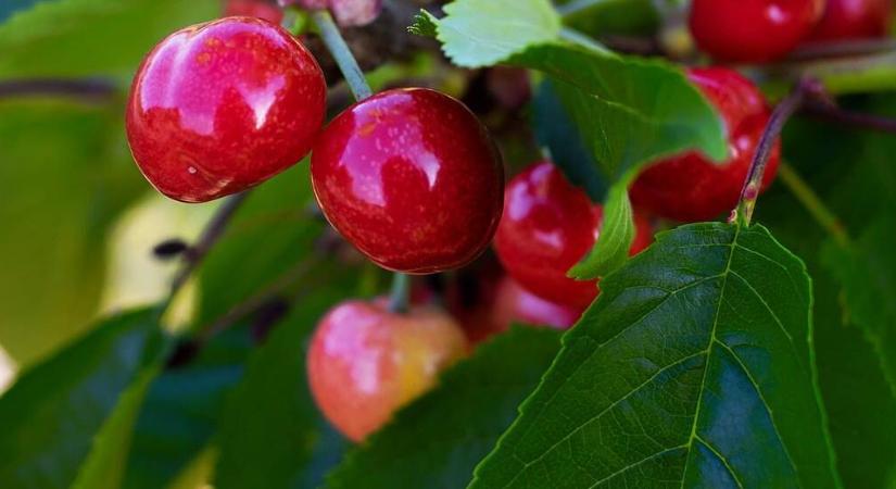 Színesedik a cseresznye – kell már permetezni a cseresznyelégy ellen?