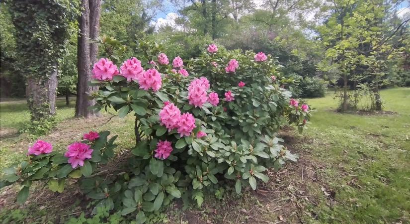 Íme, a vidék bakancslistás kertje: ezer színben virágoznak most a páratlan rododendronok